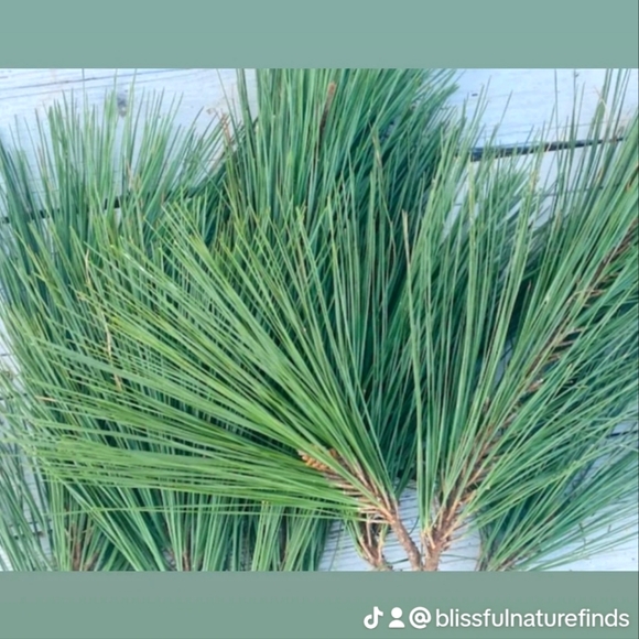 10# Fresh Gathered Georgia Loblolly Pine Tree Needles - Picture 1 of 1